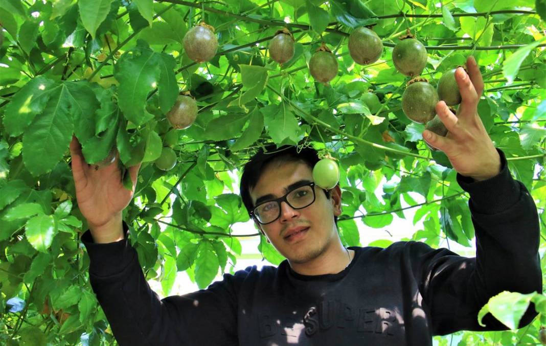 Bu meyve zengin ediyor: Kilosu 200 TL! 10 yıl boyunca ürün veriyor, ilk yılda 300 kg, beşinci yıldan sonra 2 ton 8